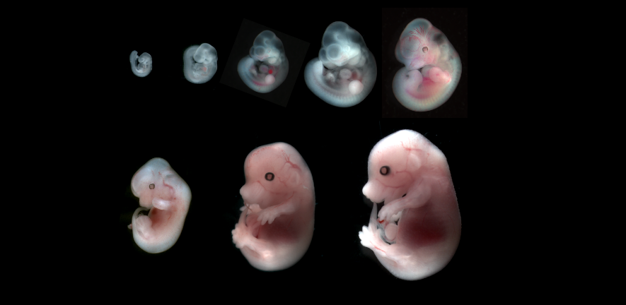 Image 2 Mouse embryo development